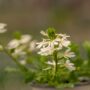 Scaevola (Fan Flower) – Fanatix™ White – 4.5″ Pot